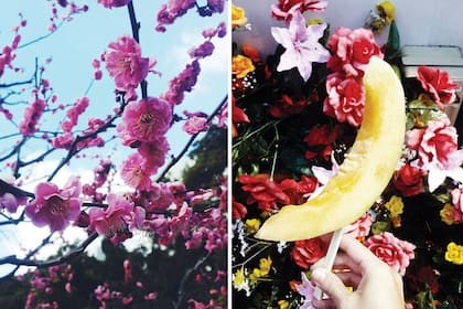Shinjuku Garden, un Central Park tokiota con lagos llenos de peces koi, puentes de madera y árboles en flor