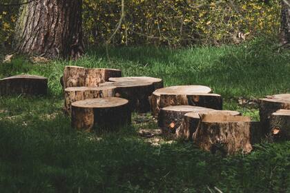 Shinway se molestó al ver cómo el bosque de su propiedad había sido arruinado (la foto es ilustrativa y no pertenece a los hechos)