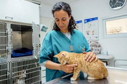 Shir viaja de regreso a Be'eri para trabajar en la clínica veterinaria