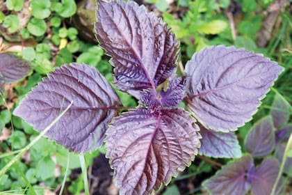 Shiso, la albahaca japonesa que, con sus hojas suaves, onduladas y de bordes dentados, ayuda a paliar los síntomas de las alergias.