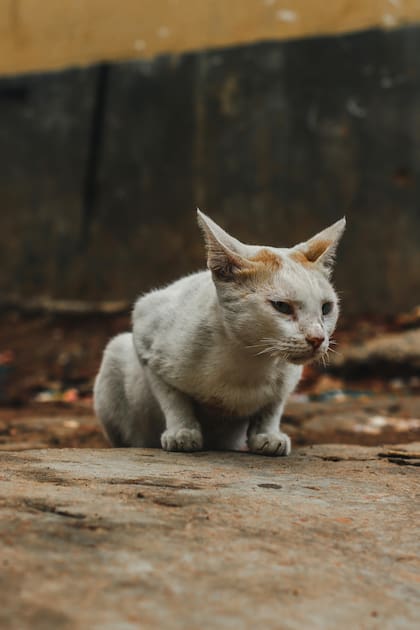Si al acariciar su lomo y sus costillas, se sienten los huesos fácilmente sin una capa significativa de grasa, el gato puede tener bajo peso