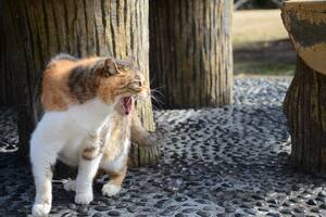 Si bien a veces parecen ariscos, estos animales se acercan a las personas