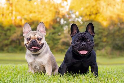 Si bien el bulldog francés es más popular en las ciudades, se puede adaptar a distintos estilos de vida (iStock)