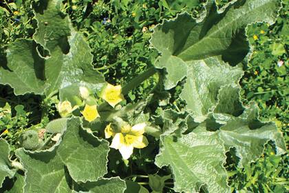 Si bien el cultivo del melón (Cucumis melo) se destina fundamentalmente para alimentación humana, sus semillas
tienen valor oleaginoso. Se consumen comúnmente en África y de ellas se puede obtener aceite, tanto para uso comestible como para iluminación.