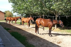 Avanza sin control el virus peligroso y mortal que ataca a los caballos