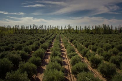 Si bien el sistema está desarrollado para trabajar en olivos, la tecnología puede adaptarse a cualquier cultivo de tipo arbóreo