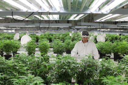 El cannabis medicinal puede tratar hasta 45 síntomas y enfermedades, entre ellas: epilepsia, espasticidad de la esclerosis múltiple, lesiones cerebrales y medulares, parálisis cerebral, autismo y dolor oncológico