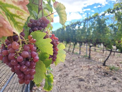 Si bien en un principio plantaron sólo Pinot Noir y Chardonnay para producir espumantes, después incorporaron Merlot, Pinot Gris, Gewürztraminer, Riesling, Torrontés y Malbec.