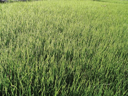 Si bien este comportamiento no refleja una enfermedad o un problema más grave, existen ciertas recomendaciones que los dueños deben tener en cuenta.