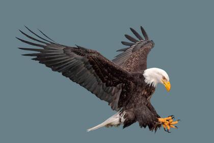 Si bien existen muchas especies y subespecies, la más famosa es el águila calva