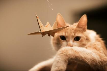 Si bien hay muchos que sucumben ante la comida, la mayoría demostró necesitar cariño.