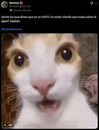 Si bien hay personas en ambos lados de la cuestión, la teoría del gato hace ruido entre los que eligen creer en el fantasma