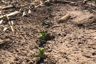 El peor escenario en la zona agrícola núcleo desde la aparición de la siembra directa