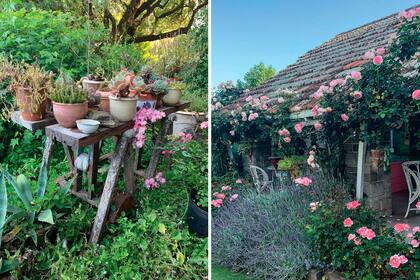 Si bien le imprimeron al jardín un estilo cottage inglés, también habitan allí plantas que no son exclusivamente rosas.