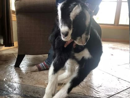 Si bien los animales con dos cabezas no suelen vivir mucho tiempo, la familia ya se encariño y lo tratan como a una mascota.