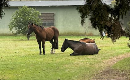 Si bien no es el dueño, con estos caballos, un zaino, un moro y un gateado que se convirtieron sus compañeros de ruta, ya ha generado un vínculo inquebrantable