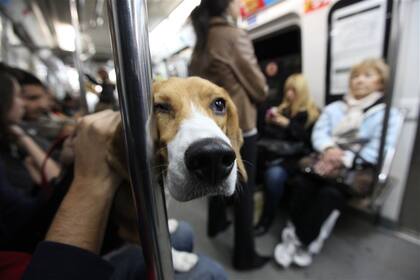 Si bien no está permitido, algunos usuarios viajan con sus mascotas; con la nueva ley deberán llevarlas en caniles