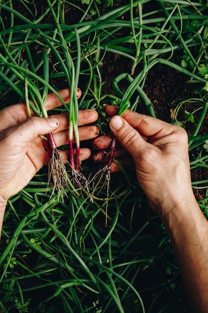 Si bien se producen cultivos convencionales, muchas veces se los cosecha en estadíos juveniles, cultivos baby, donde el producto suele ser menos fibroso y más dulce.