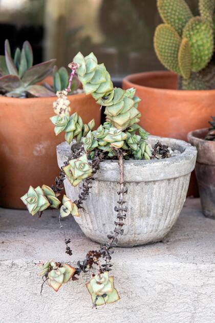 Si bien son más resistentes que otras plantas, las suculentas requieren condiciones específicas de humedad y luz para evitar enfermedades o malformaciones