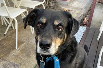 "Si caminás conmigo hasta casa, te entro"