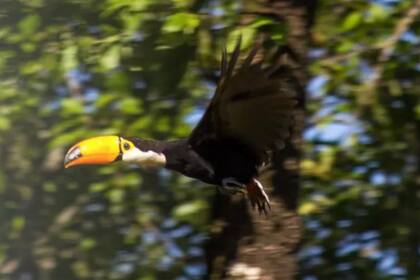 Si continuan mantando tucanes a este ritmo, el ave puede llegar a desaparecer de Jujuy, algo que ya ocurrió en Tucumán en la década del 70, según informan organizaciones especializadas