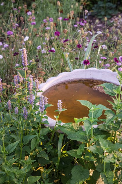 Si el bebedero de aves no se mantiene limpio se convierte en un caldo de cultivo de bacterias y virus