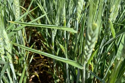 "Si el cultivo no estuviese sufriendo debería estar la hoja bandera bien desplegada", explicó Alejandro Vejrup sobre esta foto con trigo