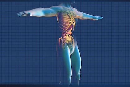 Si el dolor es en el costado derecho se trata del hígado. En el izquierdo, el bazo.