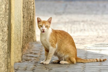 Si el felino mantiene su boca abierta frecuentemente, es una señal de alerta