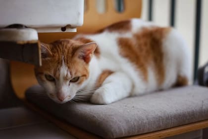 Si el gato muestra dolor, el veterinario puede recetar analgésicos para aliviar el malestar (Foto Pexels)