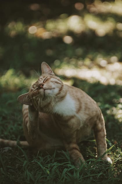 Si el gato siente picazón y se rasca con más frecuencia de lo habitual o tiene tos o congestión nasal, es posible que tenga alergias