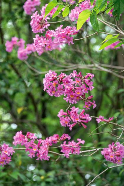 Si el lapacho estalla en rosa en pleno agosto, es porque el clima primaveral ya está cerca