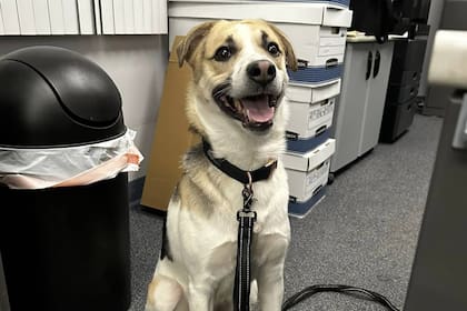 Si el perro vivió en las calles, su dentadura podría presentar mayores signos de deterioro  