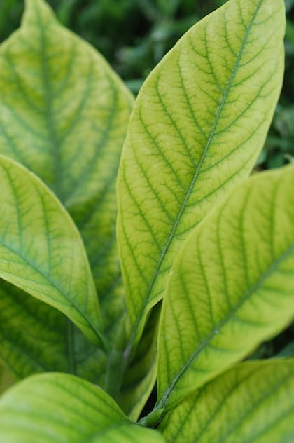 Si el suelo no es lo suficientemente ácido, las hojas del jazmín se ponen amarillas