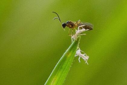 Si el uso de pesticidas va a disminuir, ¿podrían más agricultores recurrir a controles biológicos como esta avispa parásita?