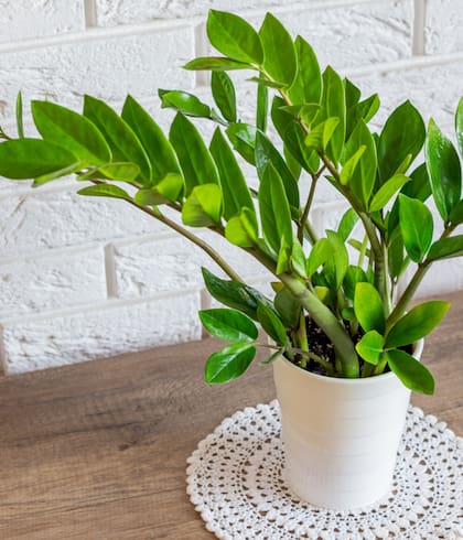 Si es una persona olvidadiza puede tener estas plantas. Foto:iStock