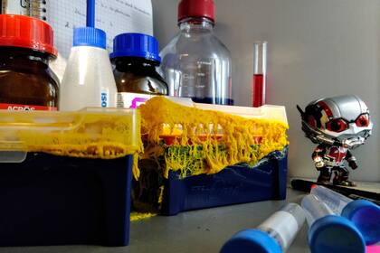 Si está bien alimentado, el blob puede ser "casi inmortal"