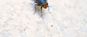 El método infalible para ahuyentar las moscas de tu casa y tu jardín