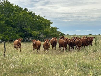 "Si hay un animal apartado, hay que revisar qué le está pasando que no puede seguir al grupo”