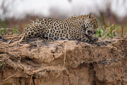 Si la construcción del muro cierra este corredor definitivo, los expertos advierten que la especie podría desaparecer por completo (AP Foto/Andre Penner)