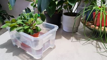 Si la maceta es muy grande se puede llenar un recipiente que solo abarque una parte del contenedor