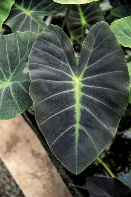 Si la planta está en una maceta, es necesario revisar que el sustrato no esté compactado y que permita un buen drenaje