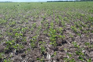 El optimismo por la campaña que no dejó ver lo que se vivía en los lotes