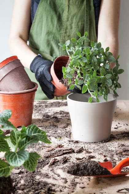Si las raíces salen por debajo de la maceta, es tiempo de replantar