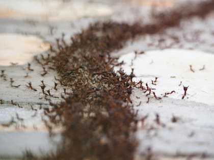 Si matás a una hormiga dentro de tu casa, se produciría una invasión en respuesta