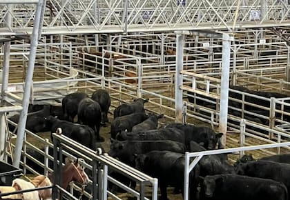 “Si miramos el Mercado Agroganadero, el índice novillo MAG tuvo un incremento interanual del 92%”, dijo Bustillo