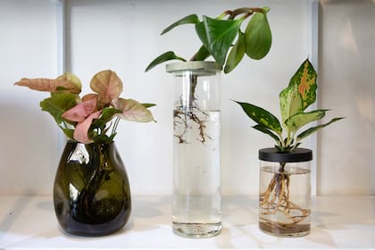 Si no hay espacio para macetas, algunas plantas pueden crecer directamente en agua, tanto dentro como fuera de la casa