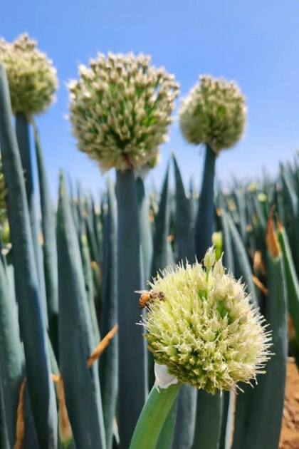 Si no se cosecha por completo, puede florecer y producir semillas, lo que nos permite tener plantas nuevas.