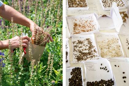 Si no se recolectan las semillas de las anuales, perdemos la oportunidad de volver a sembrarlas en la próxima temporada