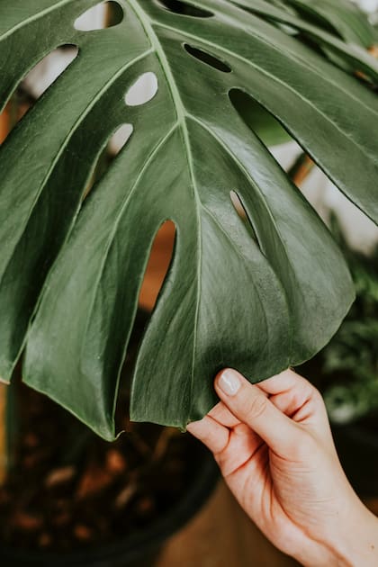 Si no trepa, la Monstera forma matas demasiado grandes para espacios reducidos.